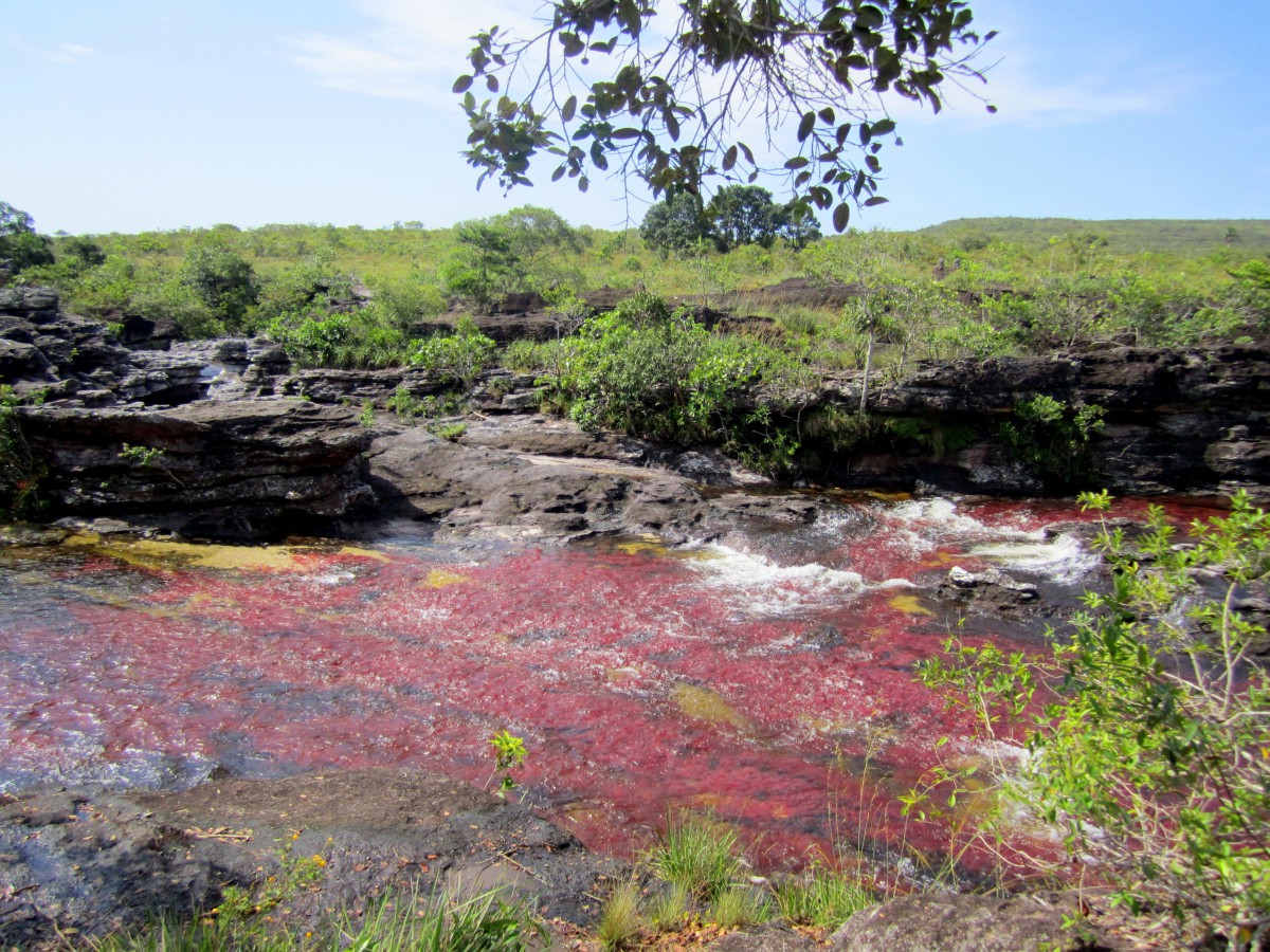 Colombie - Caño_Cristales-Peter Fitzgerald - CC BY 3.0 by3.0-Wikimedia Commons