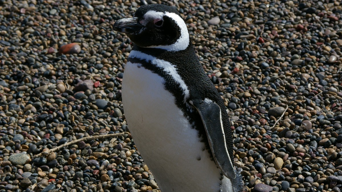Vacances en Argentine-Punta-Tombo-pingouin-de-Magellan