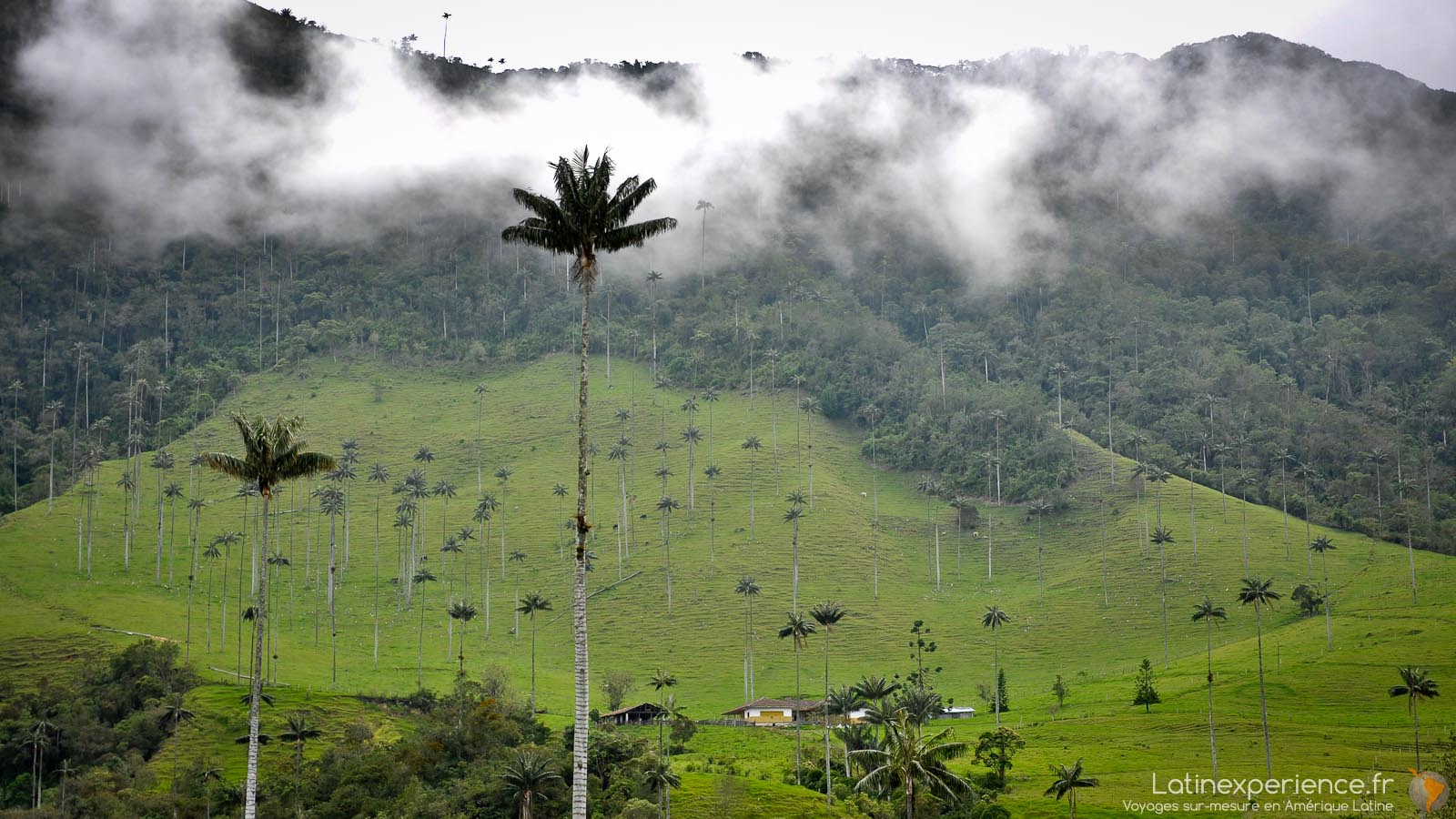 Amérique du Sud - Colombie - Salento - Vallée de Cocora - Palmiers de cire - Latinexperience voyages