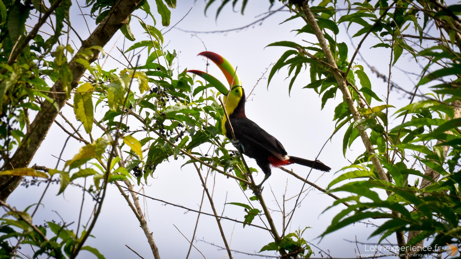 Costa Rica - Macaw Lodge - Toucan - Latinexperience voyages