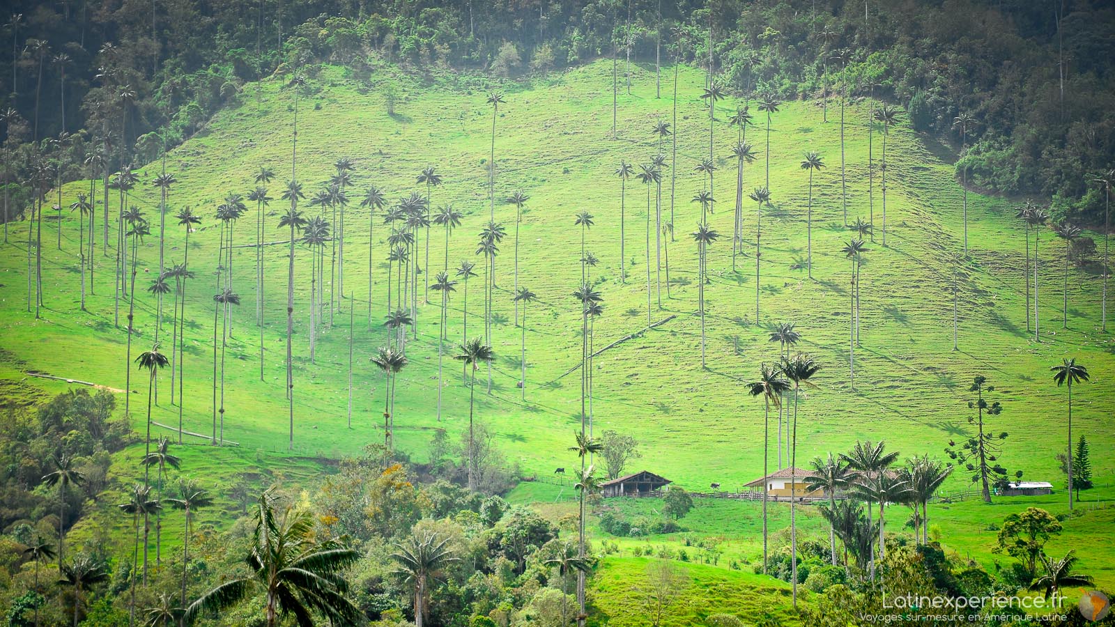 Colombie - Salento - Vallée de Cocora - palmier de cire - Latinexperience voyages