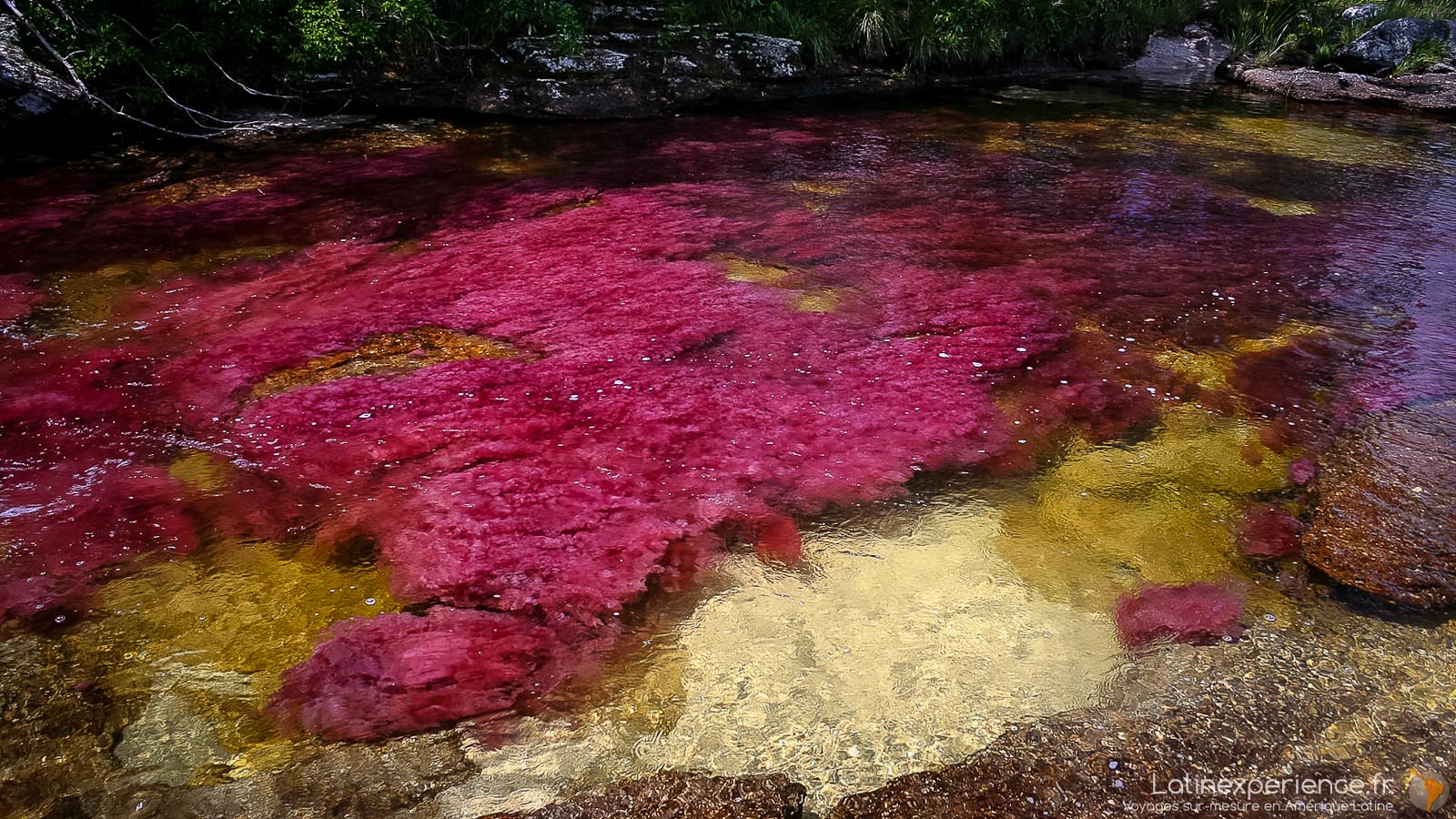 colombie - Caño  Cristales - Latinexperience-voyages