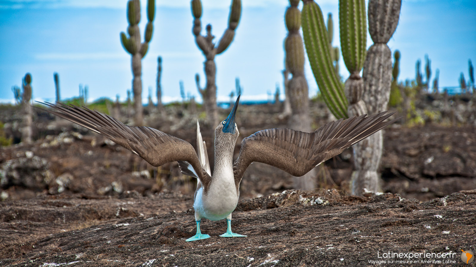 Galapagos - Fou à pattes bleus - Latinexperience voyages