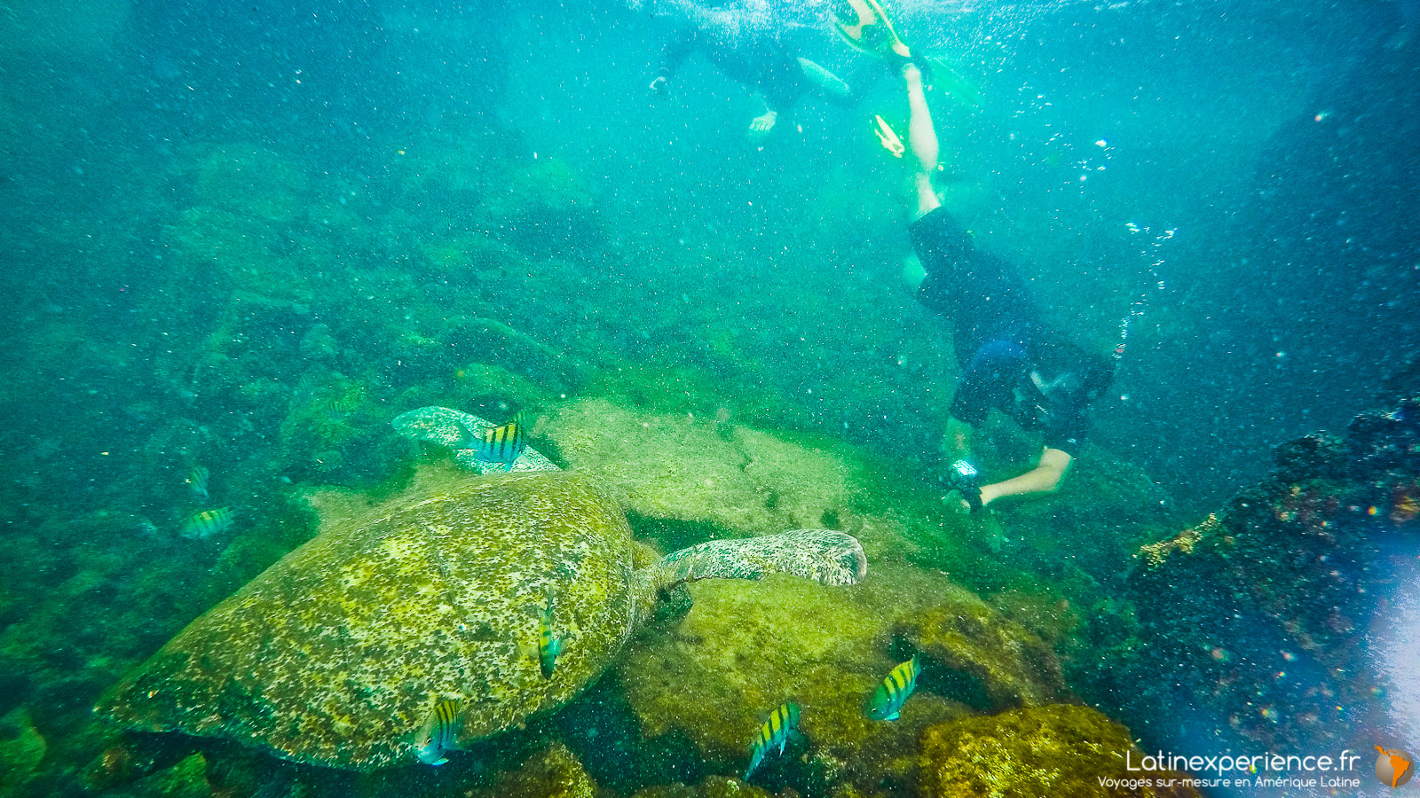 Galapagos - Snorkeling - Latinexperience voyages