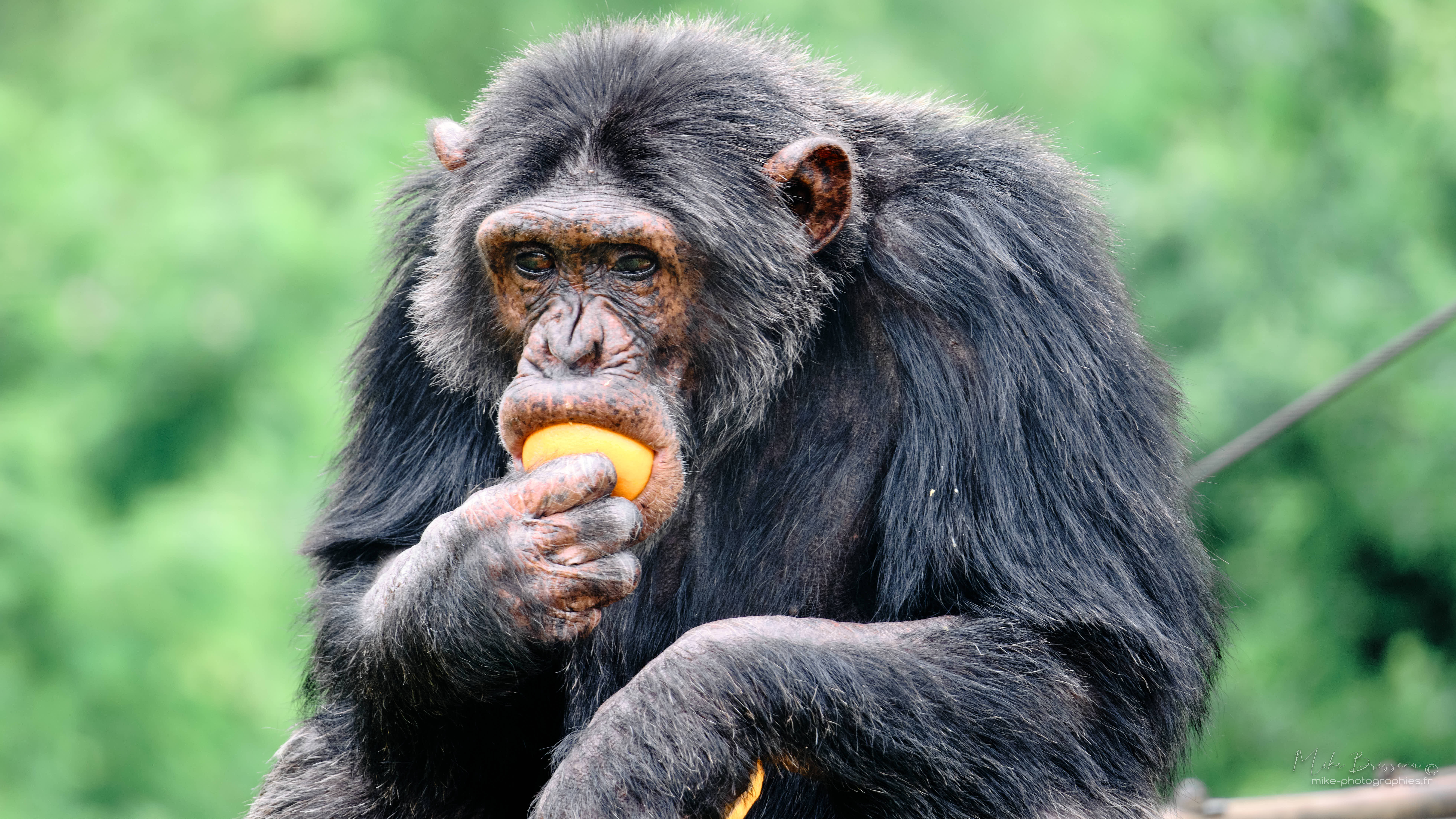 Voyage Afrique du Sud-Chimpanzé-Jabe Goodall