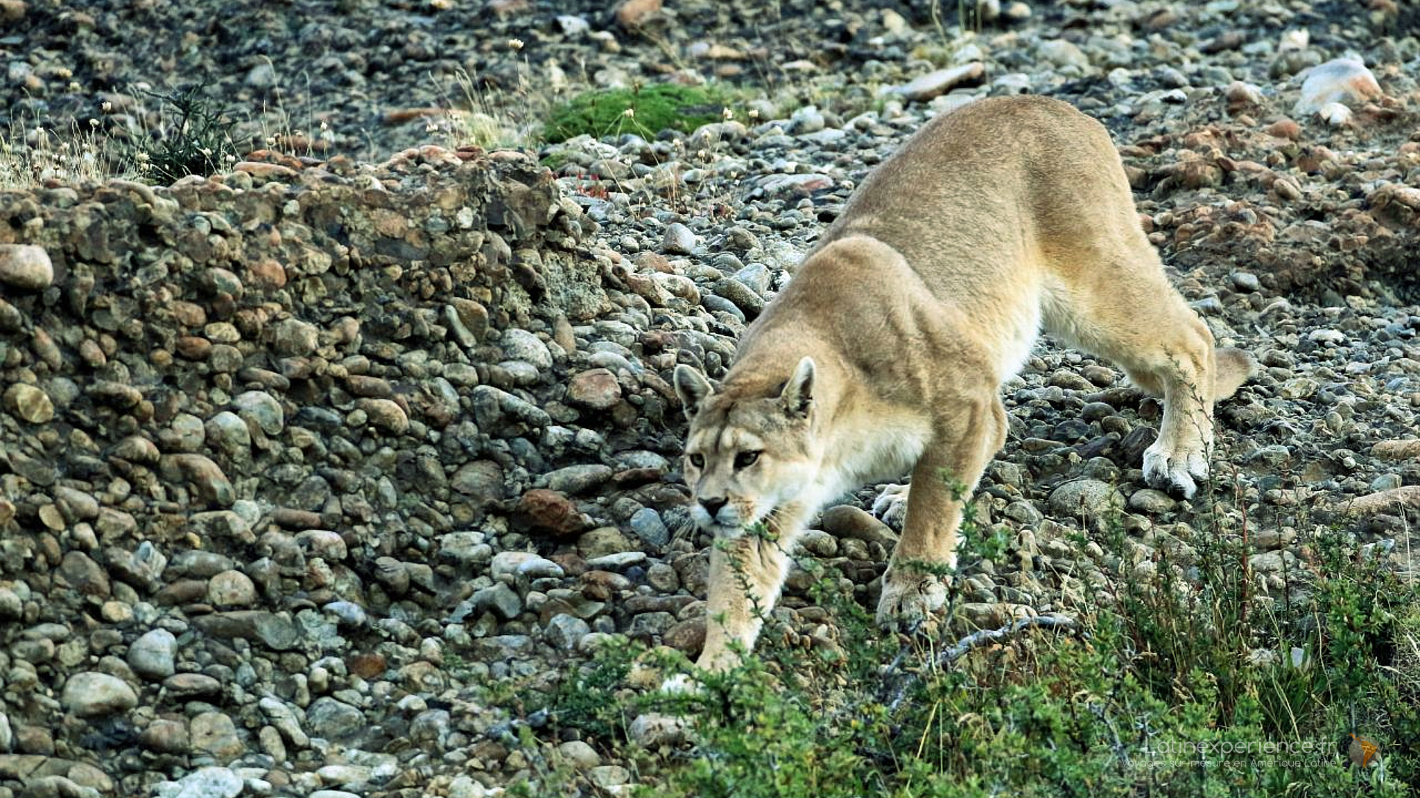 Argentine-trek patagonie-Puma-Latinexperience voyages.jpg
