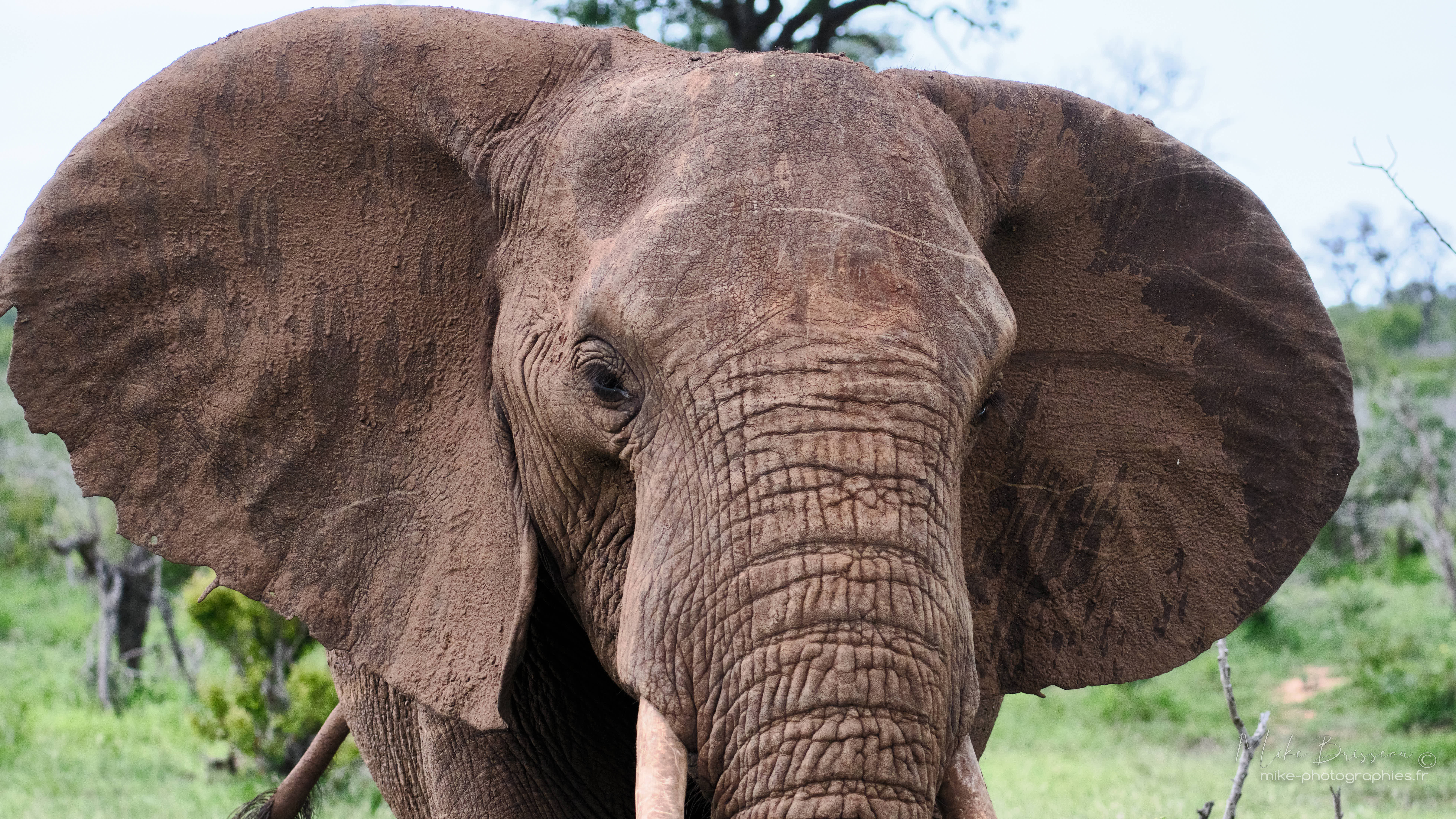 Voyage Afrique du Sud-Eléphant-Latinexperience voyages