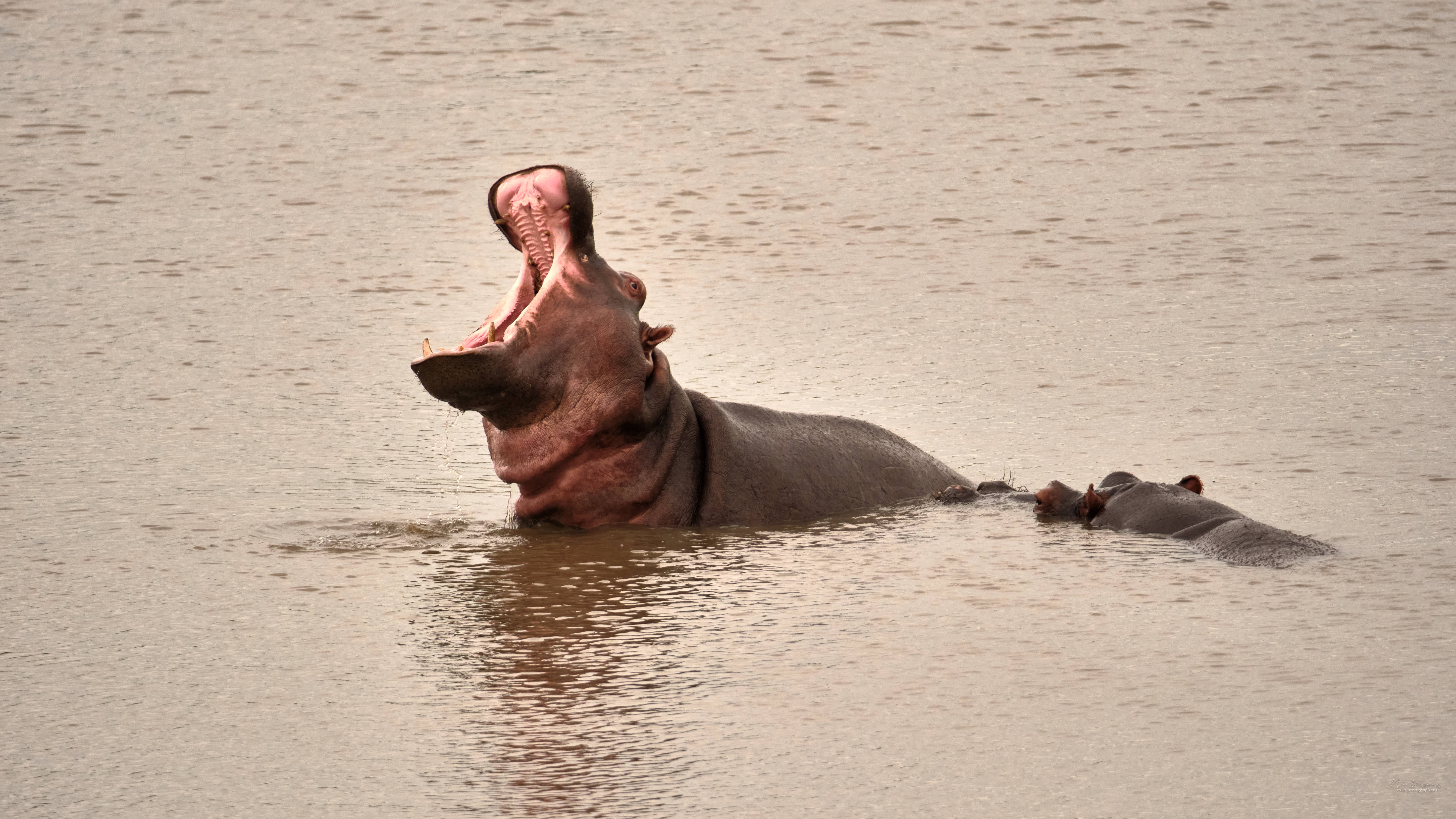 Voyage Afrique du Sud-Hippopotame-Latinexperience voyages