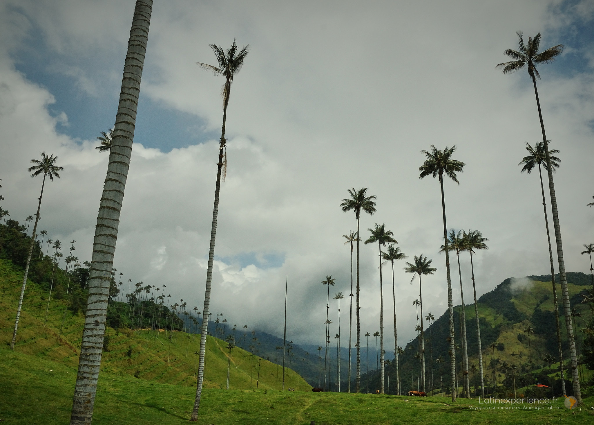 Voyage en famille en Colombie -Valée de Cocora-Latinexperience voyages